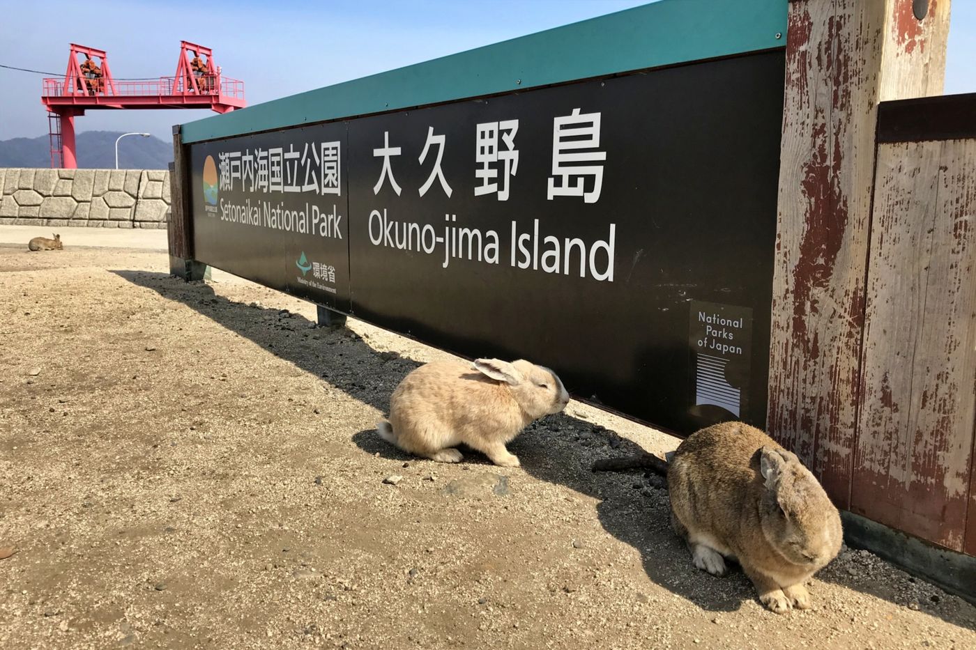 大久野島的野兔